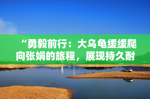 “勇毅前行：大乌龟缓缓爬向张娟的旅程，展现持久耐力和坚定意志”